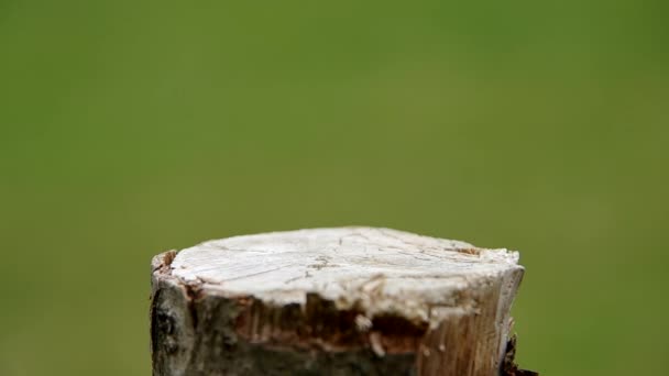 Вишня на деревянной доске — стоковое видео
