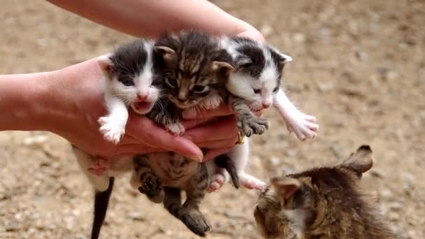 Tres gatos pequeños — Vídeo de stock