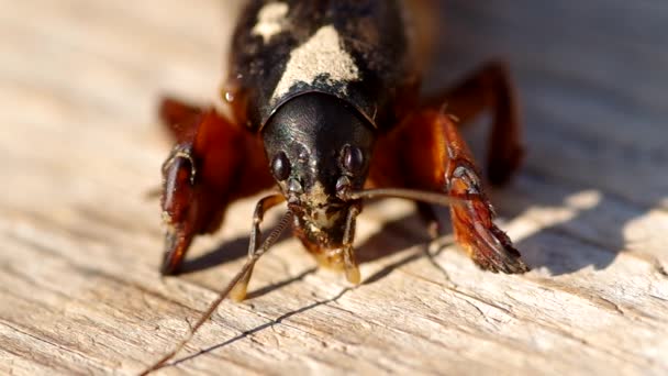 Grilo mole, Gryllotalpa gryllotalpa — Vídeo de Stock