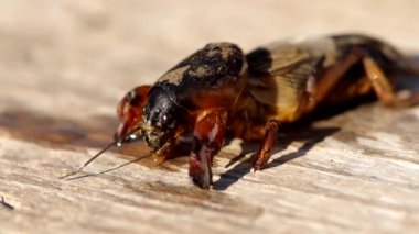 Köstebek kriket, Gryllotalpa gryllotalpa