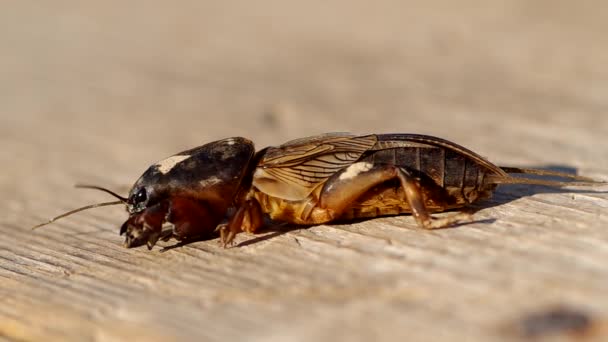 Mole Cricket, Gryllotalpa gryllotalpa — Stock Video