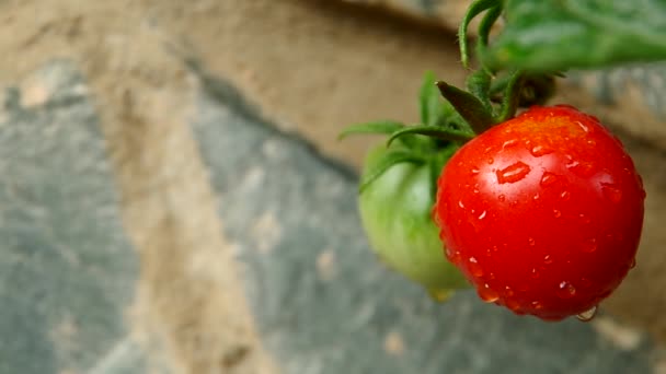 Tomates verdes y rojos — Vídeo de stock