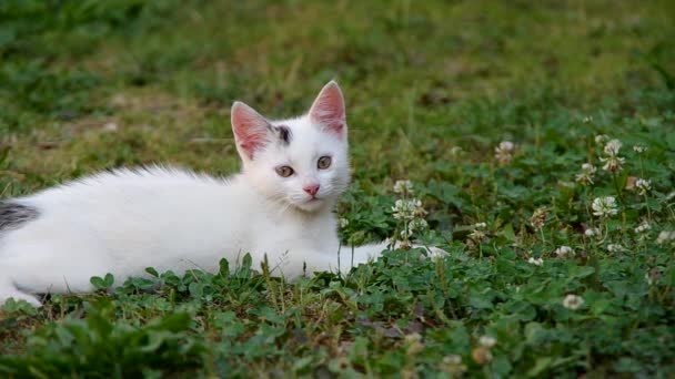 Chat blanc au repos 