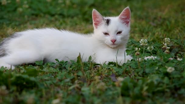 Chat blanc au repos 