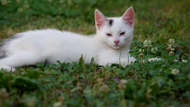 White cat resting — Stock Video