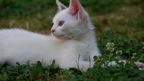 Witte kat rusten — Stockvideo
