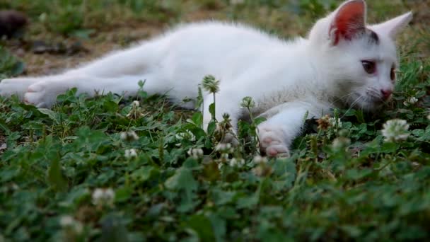 White cat resting — Stock Video