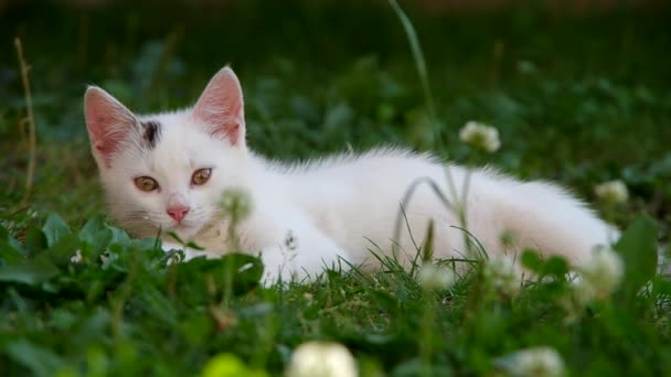 Άσπρη γάτα που αναπαύεται — Αρχείο Βίντεο
