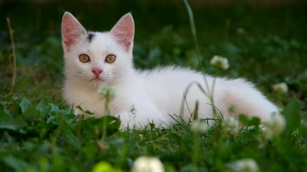 Chat blanc au repos 
