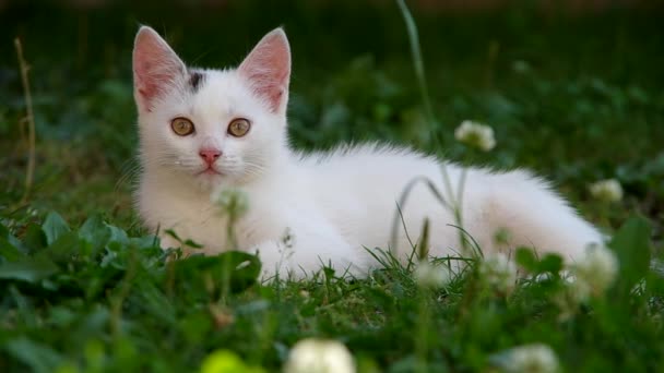 Chat blanc au repos — Video