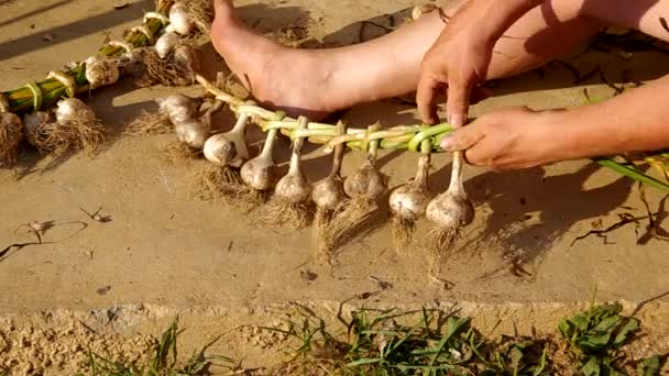 Knoblauch aus eigenem Anbau — Stockvideo