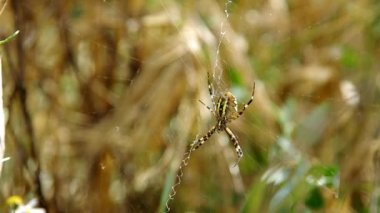 Eşek arısı argiope bruennichi