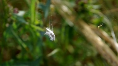 Dolycoris baccarum