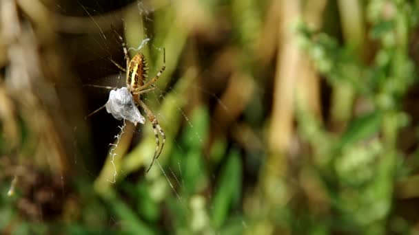 Vespa aranha argiope bruennichi — Vídeo de Stock