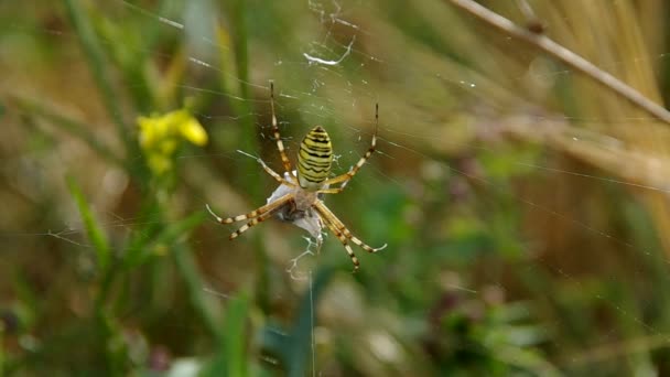 Σφήκα argiope bruennichi αράχνη — Αρχείο Βίντεο