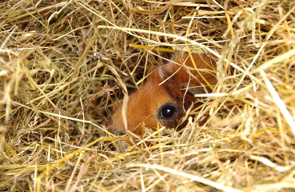 Porco de Guiné em uma jaula — Fotografia de Stock