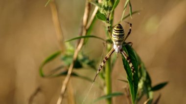 Eşek arısı argiope bruennichi