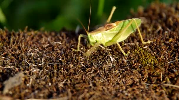 Groene sprinkhaan — Stockvideo