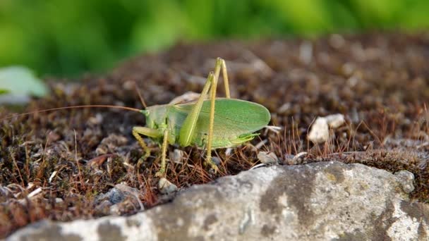 Saltamontes verdes — Vídeos de Stock