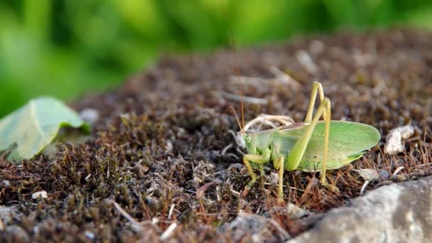 Green grasshopper — Stock Video