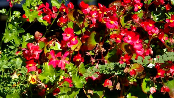 Cama de flores de flores rojas — Vídeos de Stock