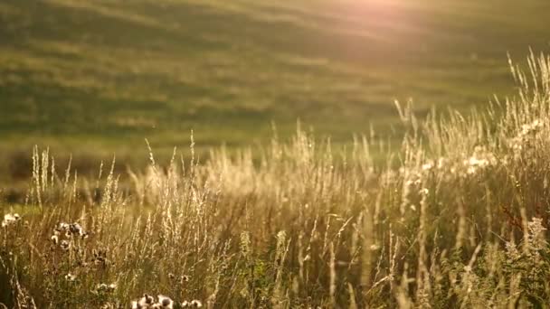 Grünes Gras im Sommer — Stockvideo