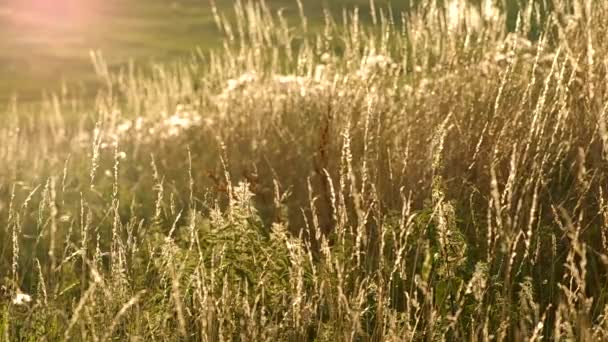 Green grass in summer — Stock Video