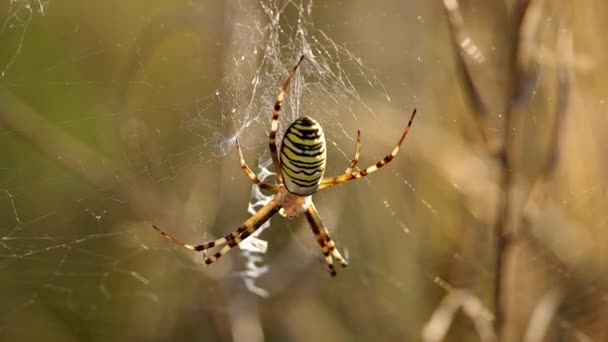 Оса павук Argiope bruennichi — стокове відео