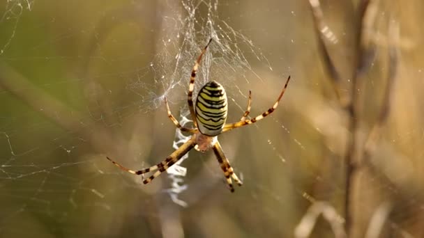 Wasp spider argiope bruennichi — Stock Video