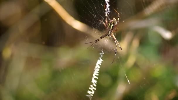 Guêpe argiope bruennichi 