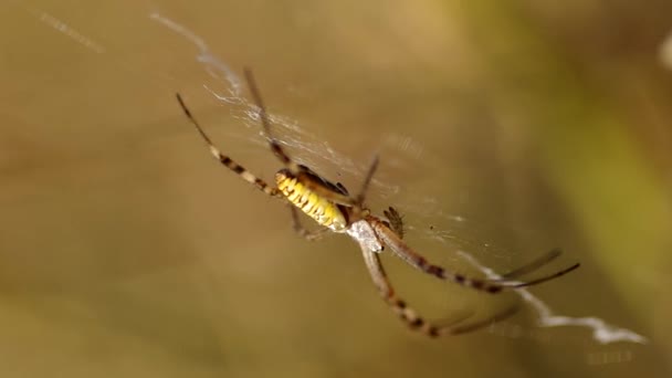 Σφήκα argiope bruennichi αράχνη — Αρχείο Βίντεο