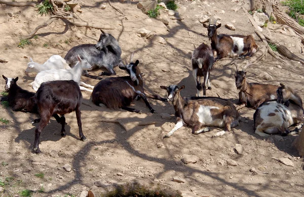 Стадо коз — стоковое фото