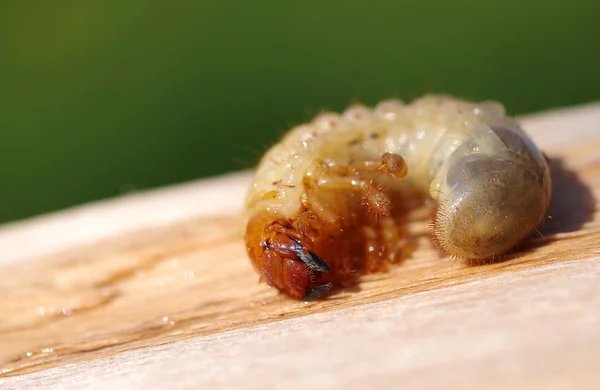 Larva Хрущ — стокове фото