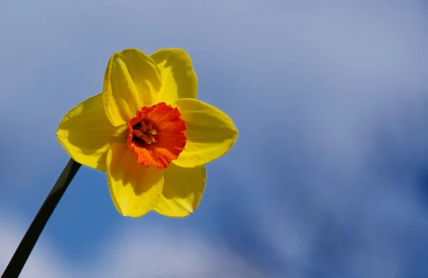 Flor daffodil — Fotografia de Stock