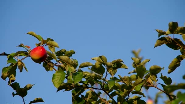Roter Apfel auf dem Baum — Stockvideo