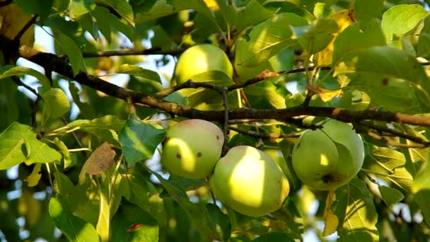 Groene appel op de boom — Stockvideo