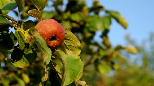 Manzana podrida en el árbol — Vídeo de stock