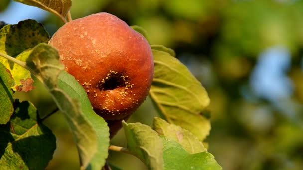 Гнилое яблоко на дереве — стоковое видео