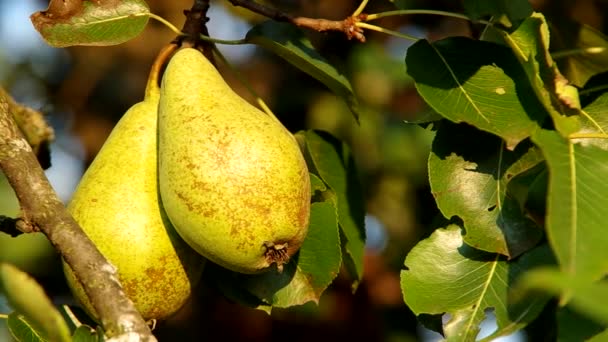 Poire sur l'arbre — Video