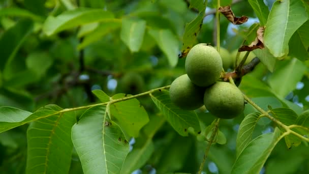 Орехи на дереве — стоковое видео