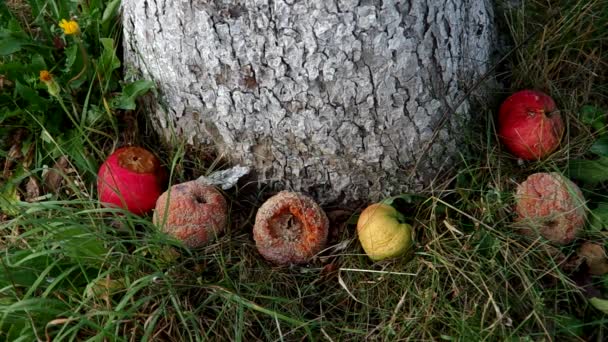 LES LUTTES EN FRANCE vers la restructuration politique (Gilets jaunes) : les débats continués 17 déc.- mars 2019 Depositphotos_84909148-stock-video-rotten-apples-under-the-tree