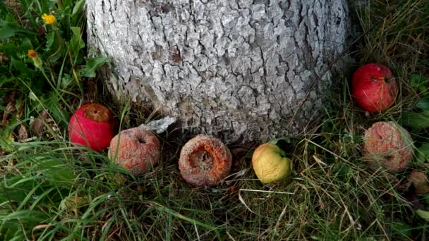 Rotte appels onder de boom — Stockvideo