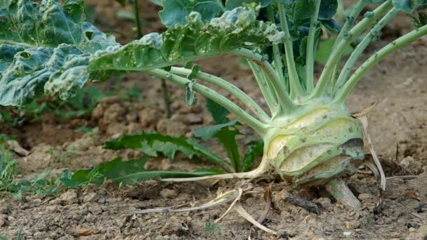 Kohlrabi — Stockvideo