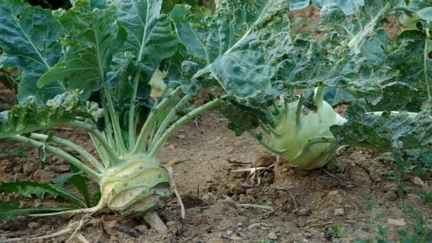 Kohlrabi blanco — Vídeos de Stock