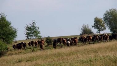 İnek ve koyun sürüsü sürüsü