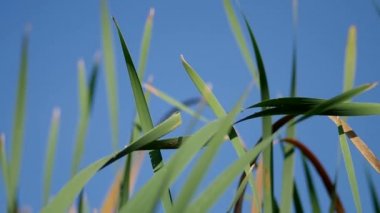 sazlar ve mavi gökyüzü