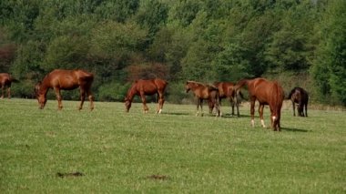 Kahverengi at sürüsü
