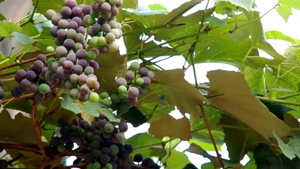 Ripening grapes — Wideo stockowe