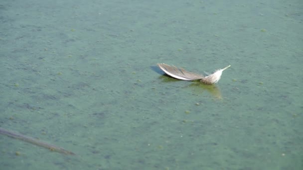Fågelns fjäder på ytan av sjön — Stockvideo