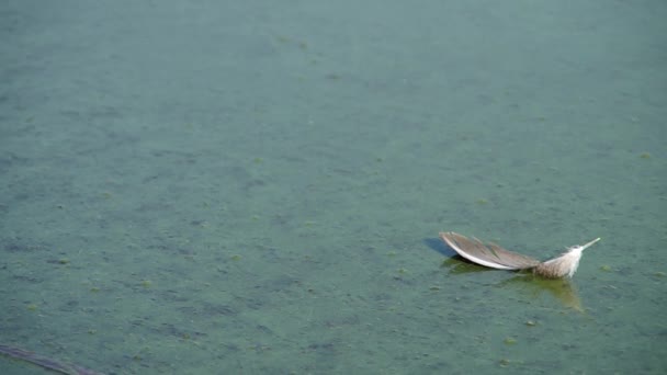 Piuma d'uccello sulla superficie del lago — Video Stock